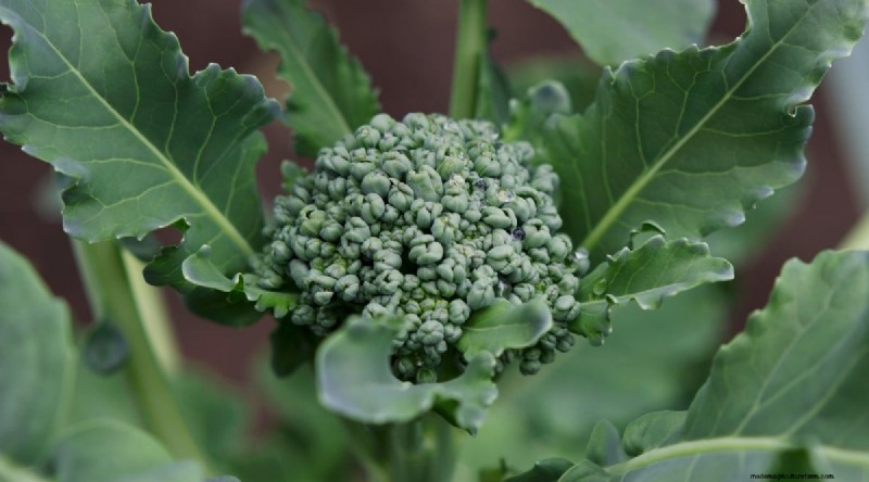 Beginnersvriendelijke groenten:31 gemakkelijk te kweken opties voor nieuwe tuinders 