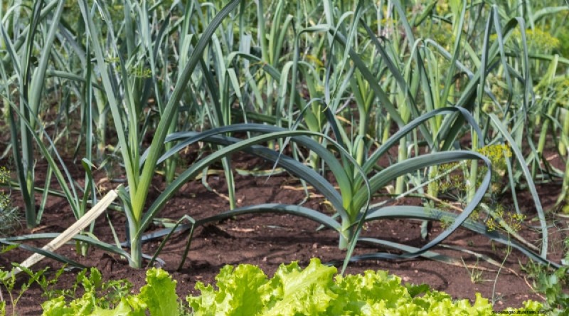 Beginnersvriendelijke groenten:31 gemakkelijk te kweken opties voor nieuwe tuinders 