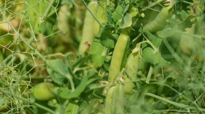 Beginnersvriendelijke groenten:31 gemakkelijk te kweken opties voor nieuwe tuinders 