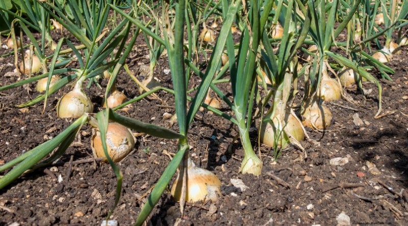 Beginnersvriendelijke groenten:31 gemakkelijk te kweken opties voor nieuwe tuinders 