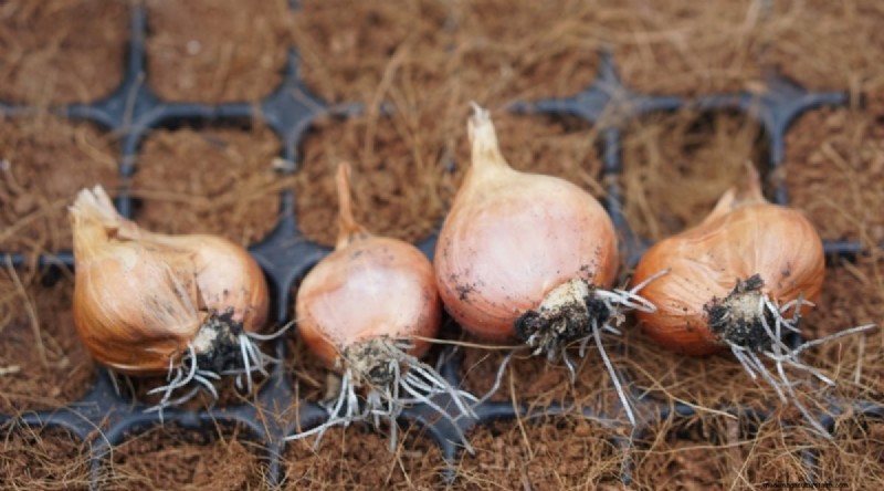 Beginnersvriendelijke groenten:31 gemakkelijk te kweken opties voor nieuwe tuinders 