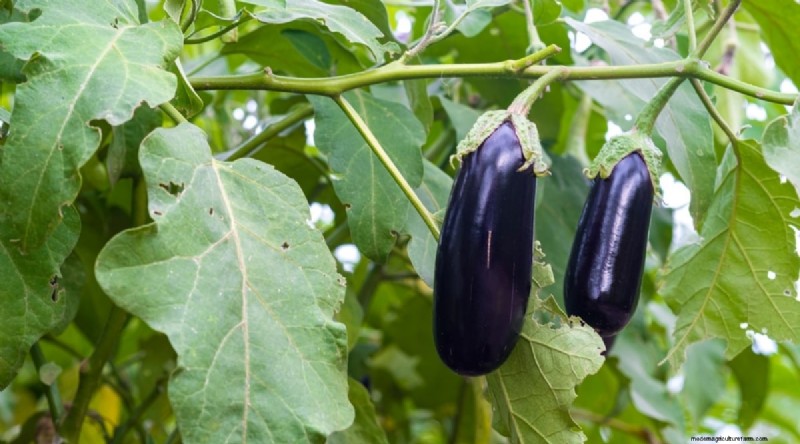 Beginnersvriendelijke groenten:31 gemakkelijk te kweken opties voor nieuwe tuinders 