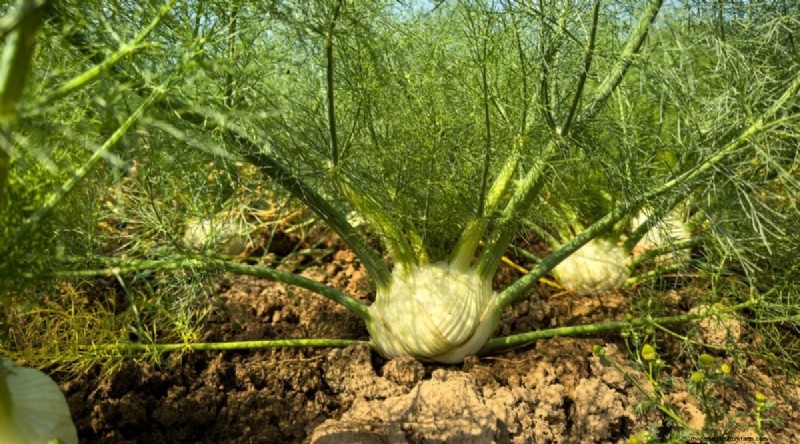 Beginnersvriendelijke groenten:31 gemakkelijk te kweken opties voor nieuwe tuinders 