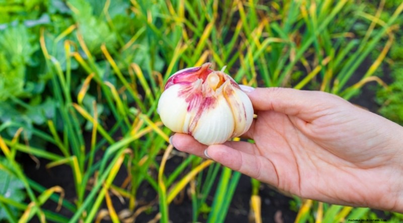 Beginnersvriendelijke groenten:31 gemakkelijk te kweken opties voor nieuwe tuinders 
