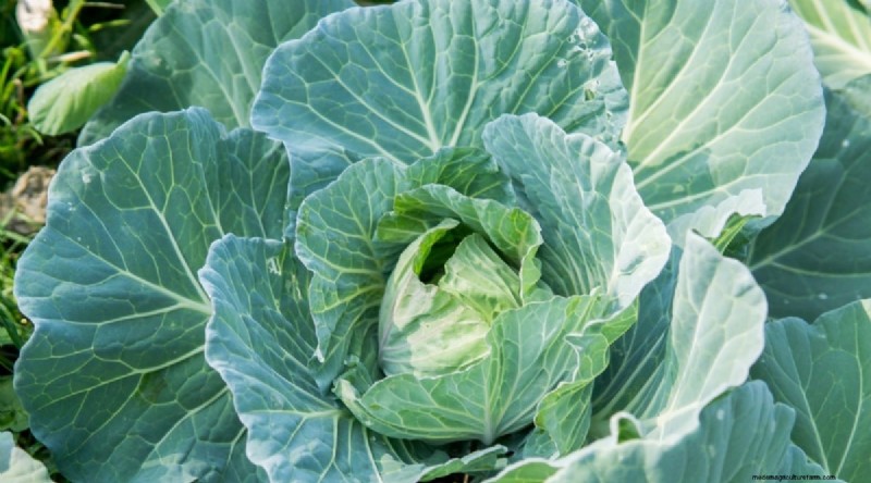 Beginnersvriendelijke groenten:31 gemakkelijk te kweken opties voor nieuwe tuinders 