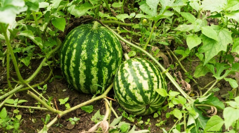 Beginnersvriendelijke groenten:31 gemakkelijk te kweken opties voor nieuwe tuinders 