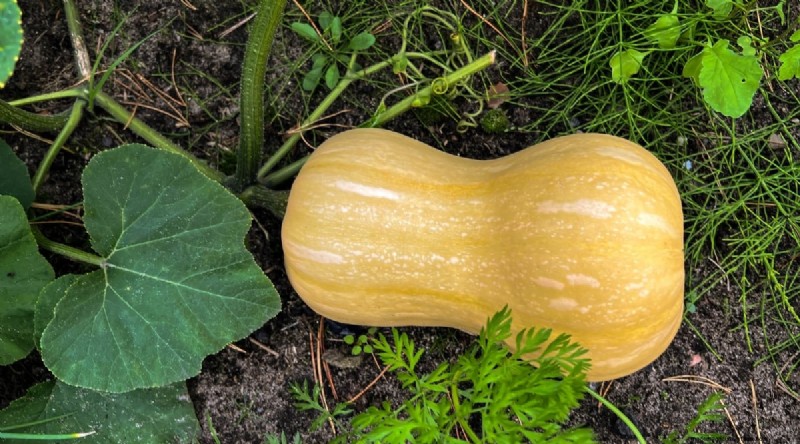 Beginnersvriendelijke groenten:31 gemakkelijk te kweken opties voor nieuwe tuinders 