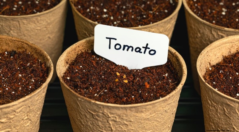 11 eenvoudigste tomatenvariëteiten om uit zaad te groeien - Beginnersgids 