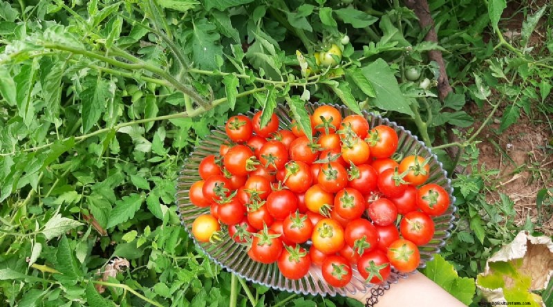 11 eenvoudigste tomatenvariëteiten om uit zaad te groeien - Beginnersgids 