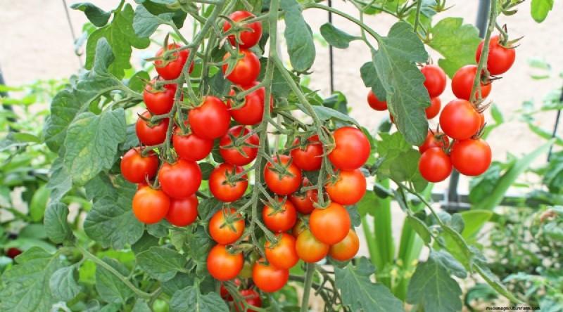 11 eenvoudigste tomatenvariëteiten om uit zaad te groeien - Beginnersgids 
