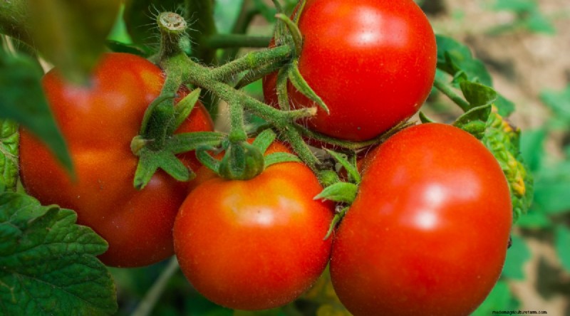 11 eenvoudigste tomatenvariëteiten om uit zaad te groeien - Beginnersgids 