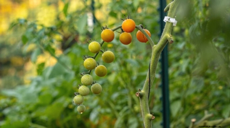 11 eenvoudigste tomatenvariëteiten om uit zaad te groeien - Beginnersgids 