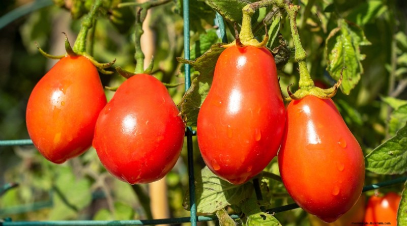 11 eenvoudigste tomatenvariëteiten om uit zaad te groeien - Beginnersgids 