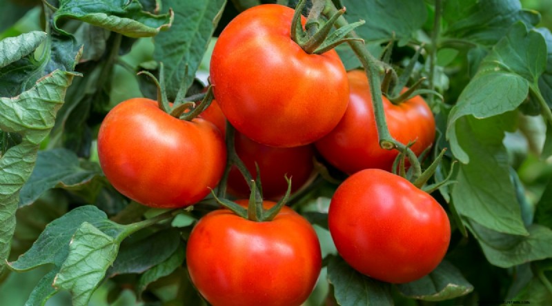 11 eenvoudigste tomatenvariëteiten om uit zaad te groeien - Beginnersgids 