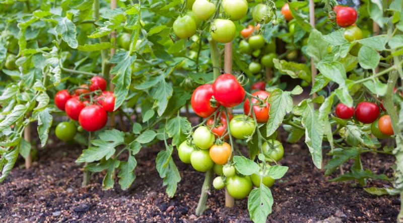 11 eenvoudigste tomatenvariëteiten om uit zaad te groeien - Beginnersgids 
