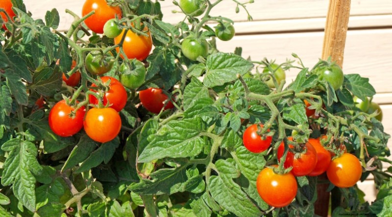 11 eenvoudigste tomatenvariëteiten om uit zaad te groeien - Beginnersgids 
