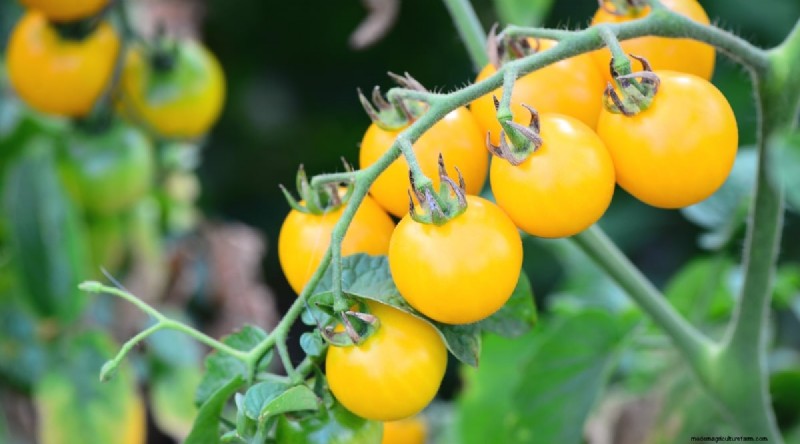 11 eenvoudigste tomatenvariëteiten om uit zaad te groeien - Beginnersgids 