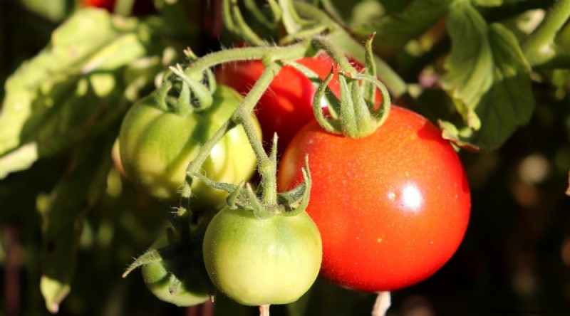 11 eenvoudigste tomatenvariëteiten om uit zaad te groeien - Beginnersgids 