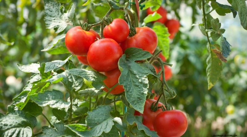 11 eenvoudigste tomatenvariëteiten om uit zaad te groeien - Beginnersgids 