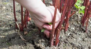 Bescherm uw frambozenplanten voor een overvloedige oogst volgend jaar 