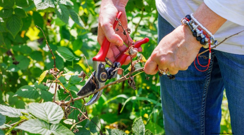 Schützen Sie Ihre Himbeerpflanzen für eine reiche Ernte im nächsten Jahr 
