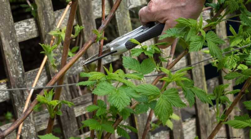 Schützen Sie Ihre Himbeerpflanzen für eine reiche Ernte im nächsten Jahr 