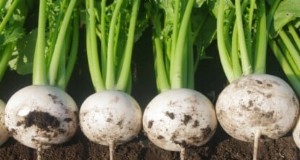 Hakurei-rapen:gids voor planten, kweken en verzorgen voor zoete en knapperige wortels 