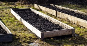Teveel water geven bij tomaten:7 signalen en hoe u uw planten kunt redden 
