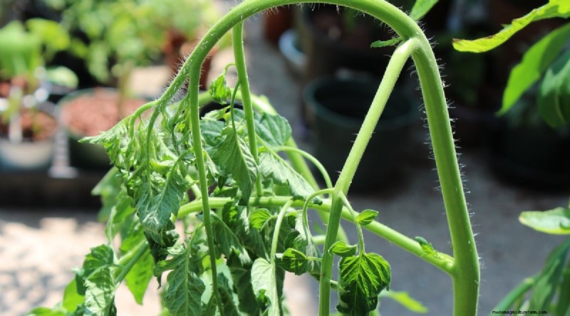 Überwässerung von Tomaten:7 Anzeichen und wie Sie Ihre Pflanzen retten können 