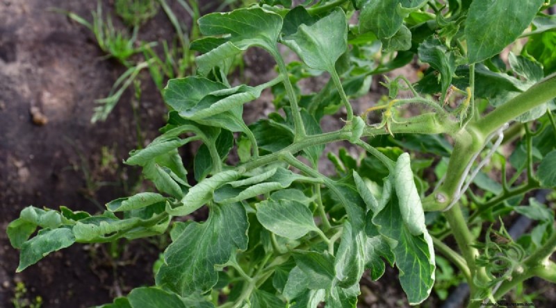 Überwässerung von Tomaten:7 Anzeichen und wie Sie Ihre Pflanzen retten können 