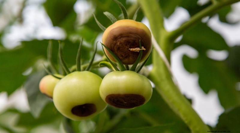 Überwässerung von Tomaten:7 Anzeichen und wie Sie Ihre Pflanzen retten können 