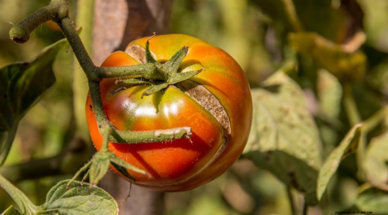 Überwässerung von Tomaten:7 Anzeichen und wie Sie Ihre Pflanzen retten können 