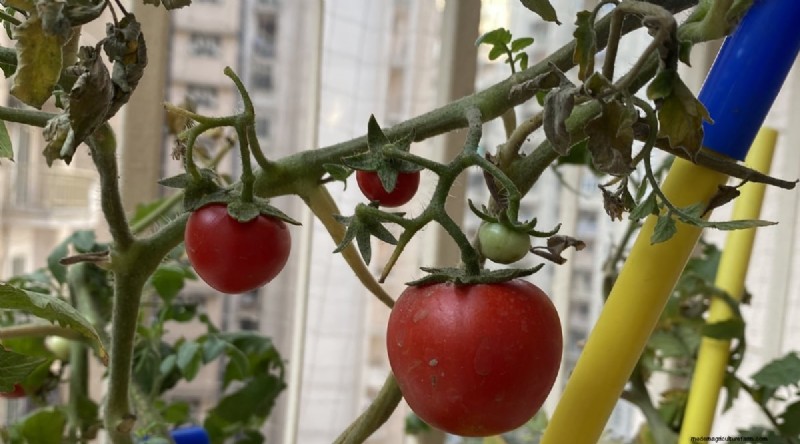 Erkennen von unter Wasser stehenden Tomaten:7 Warnzeichen und Lösungen 