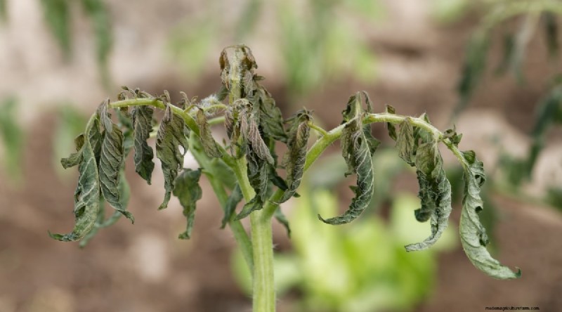 Erkennen von unter Wasser stehenden Tomaten:7 Warnzeichen und Lösungen 