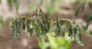 Herkennen van onder water staan van tomaten:7 waarschuwingssignalen en oplossingen 