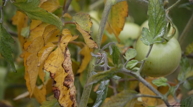 Erkennen von unter Wasser stehenden Tomaten:7 Warnzeichen und Lösungen 