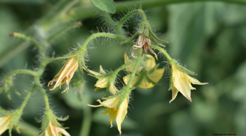 Erkennen von unter Wasser stehenden Tomaten:7 Warnzeichen und Lösungen 