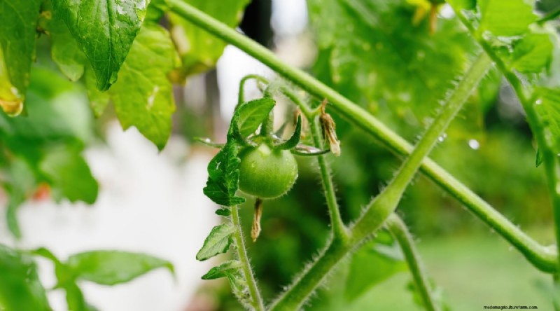 Erkennen von unter Wasser stehenden Tomaten:7 Warnzeichen und Lösungen 