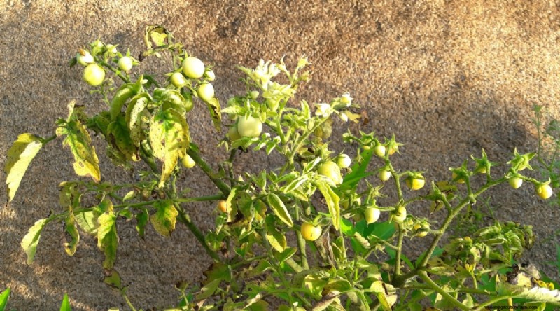 Erkennen von unter Wasser stehenden Tomaten:7 Warnzeichen und Lösungen 