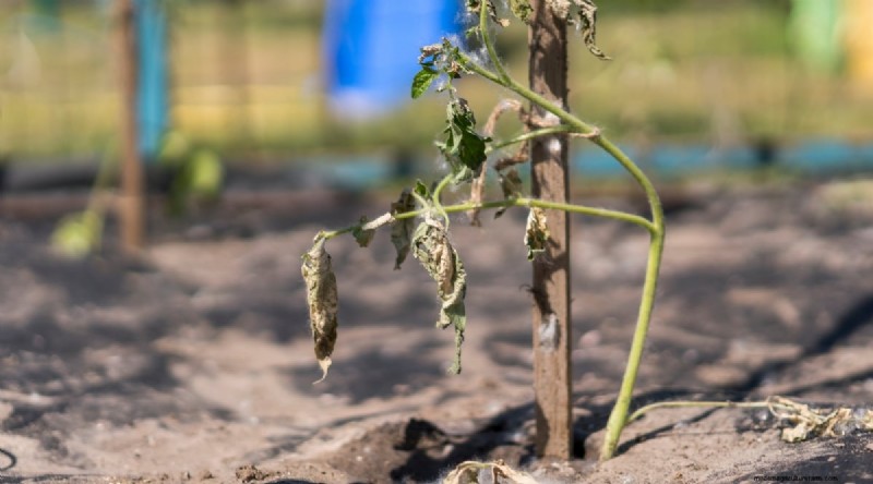 Erkennen von unter Wasser stehenden Tomaten:7 Warnzeichen und Lösungen 
