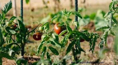 Cherokee Purple Tomatoes:Pflanz-, Anbau- und Pflegeanleitung 