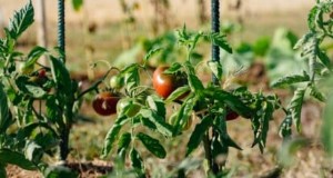 Cherokee Purple Tomatoes:gids voor planten, groeien en verzorgen 