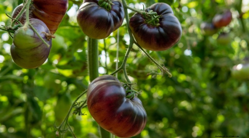 Cherokee Purple Tomatoes:Pflanz-, Anbau- und Pflegeanleitung 