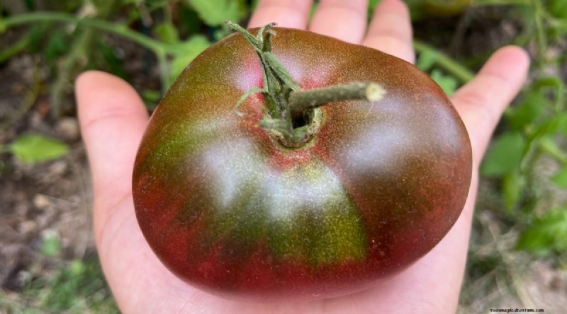 Cherokee Purple Tomatoes:Pflanz-, Anbau- und Pflegeanleitung 