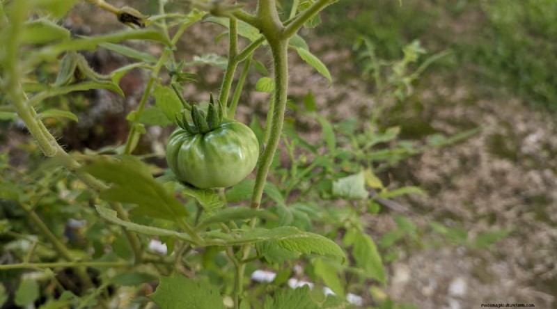 Cherokee Purple Tomatoes:Pflanz-, Anbau- und Pflegeanleitung 
