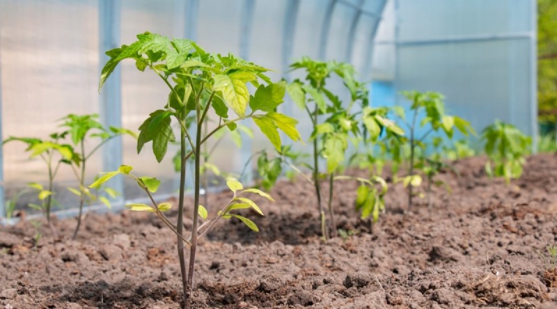 Cherokee Purple Tomatoes:Pflanz-, Anbau- und Pflegeanleitung 