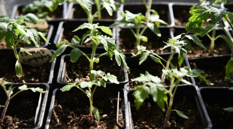 Cherokee Purple Tomatoes:Pflanz-, Anbau- und Pflegeanleitung 