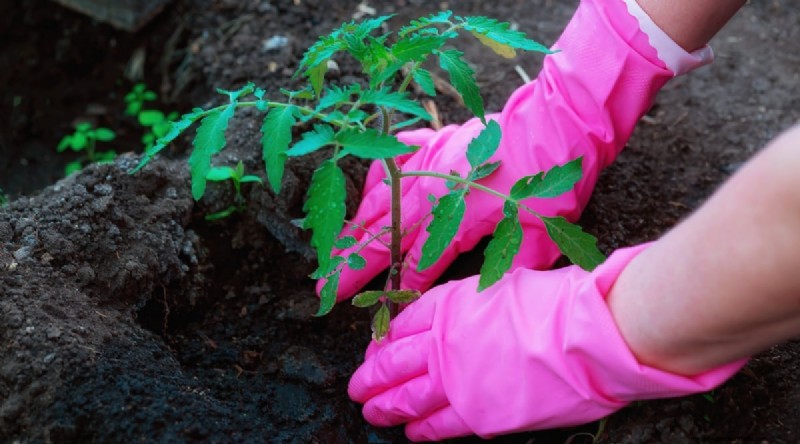Cherokee Purple Tomatoes:Pflanz-, Anbau- und Pflegeanleitung 