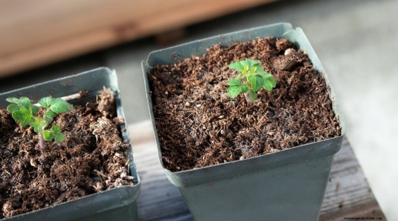 Cherokee Purple Tomatoes:Pflanz-, Anbau- und Pflegeanleitung 