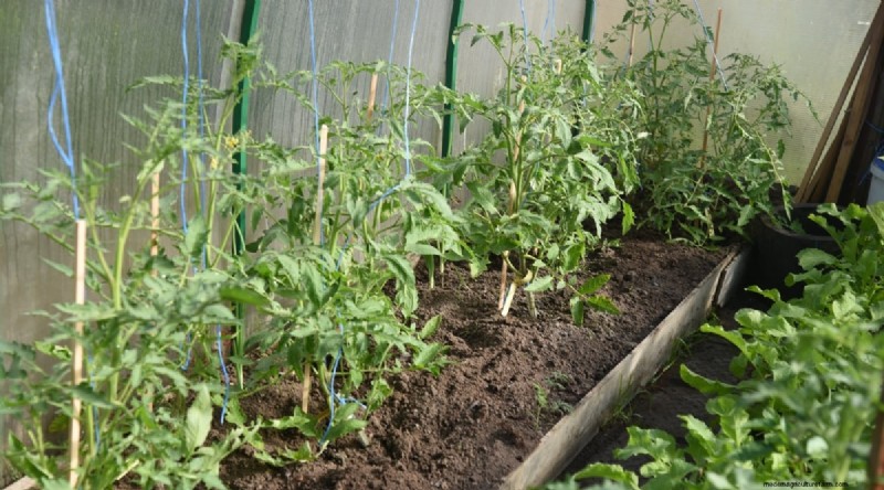 Cherokee Purple Tomatoes:Pflanz-, Anbau- und Pflegeanleitung 